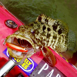 Micro Mullet - Orange / Gold