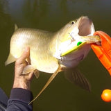 Ziggy SD '110' - Lime Tiger