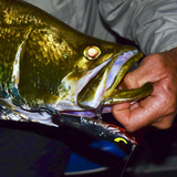 Ziggy SD '110' - Purple Chrome Dancer