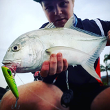 Ziggy SD '70' - Lime Tiger